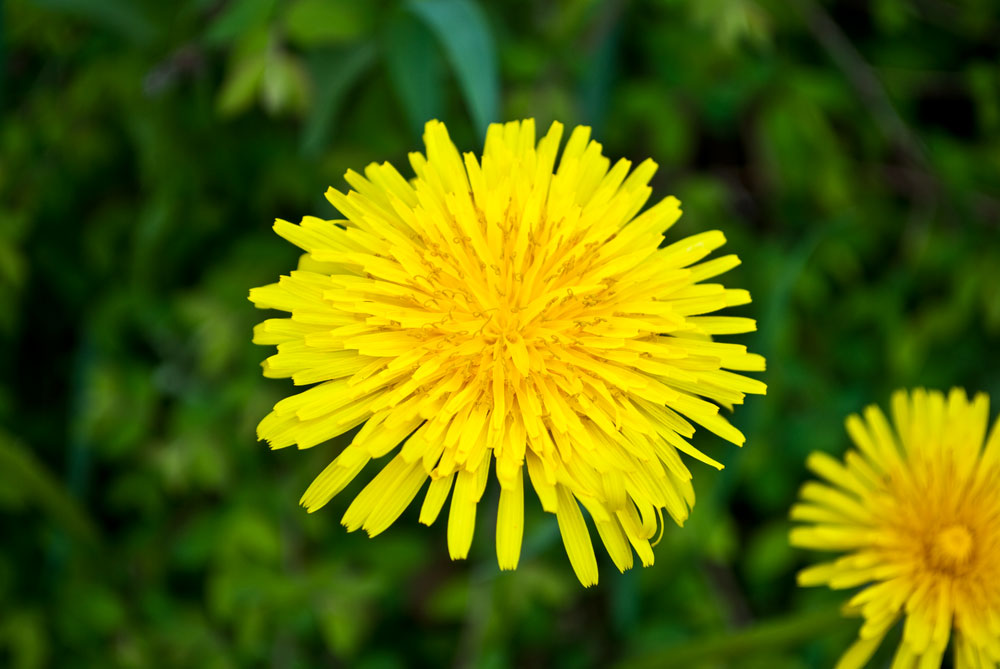 Taraxacum officinale